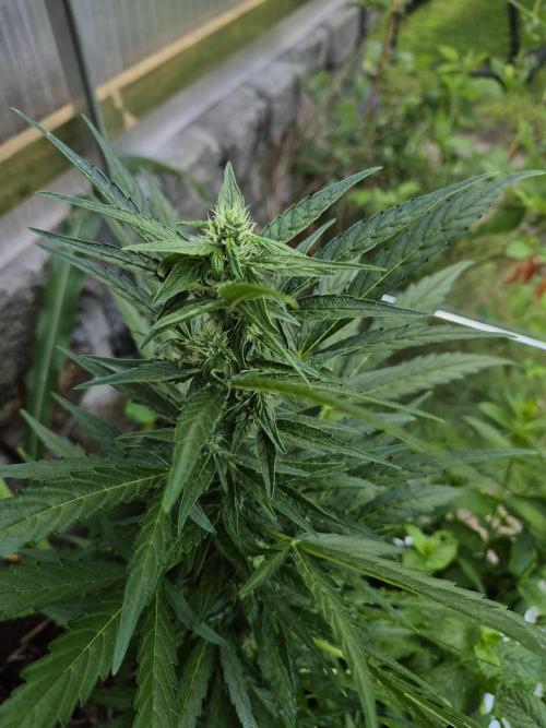 GOAT'lato Auto Outdoor. Week 9