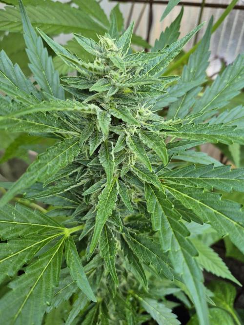 GOAT'lato Auto Outdoor. Week 9