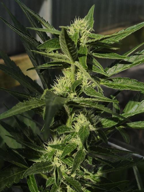 GOAT'lato Auto Outdoor. Week 9