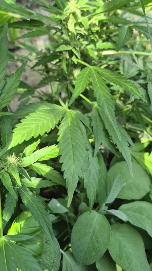 GOAT'lato Auto Outdoor