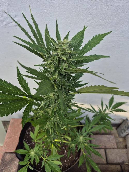 Apple Fritter Auto Outdoor. Week 9