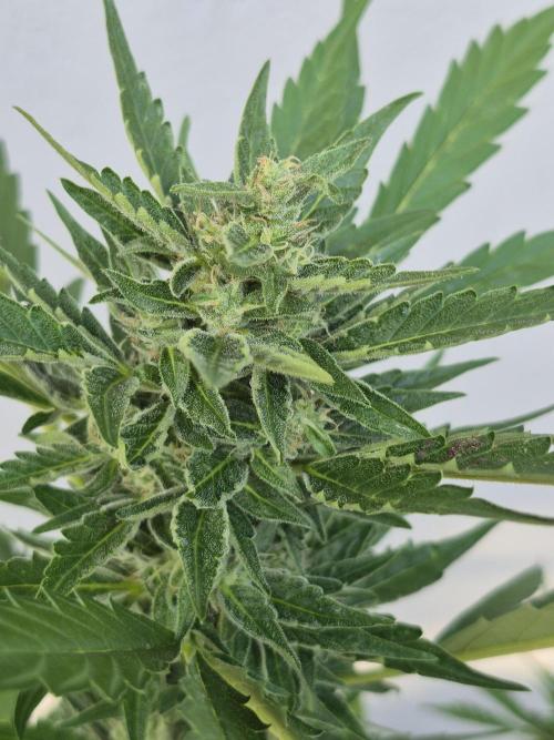 Apple Fritter Auto Outdoor. Week 9