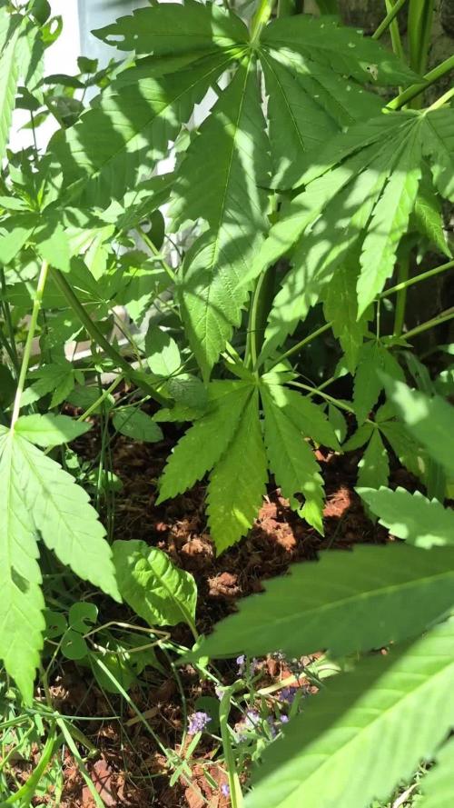 Special Queen Outdoor