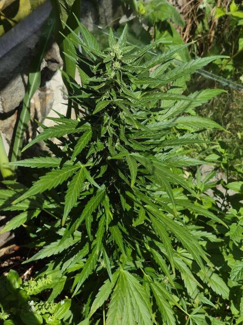 GOAT'lato Auto Outdoor. Week 9
