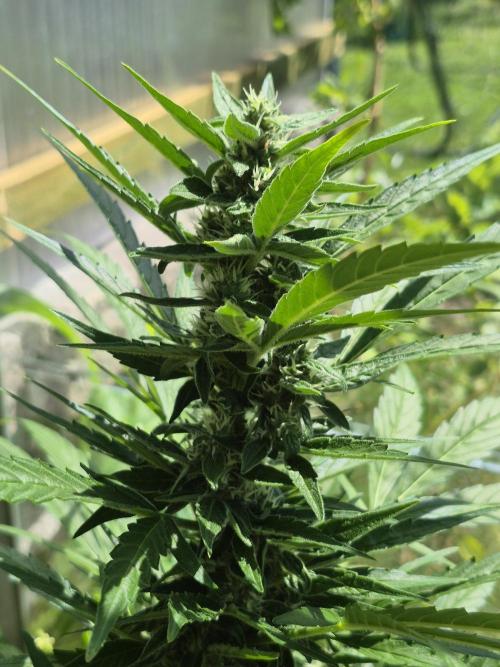 GOAT'lato Auto Outdoor. Week 9