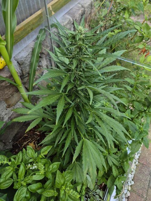 GOAT'lato Auto Outdoor. Week 9