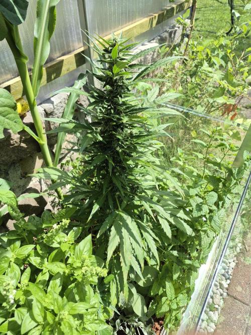 GOAT'lato Auto Outdoor. Week 9