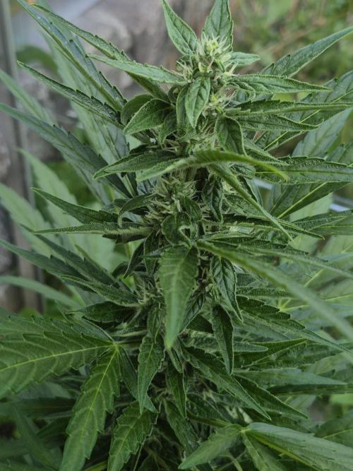 GOAT'lato Auto Outdoor. Week 9