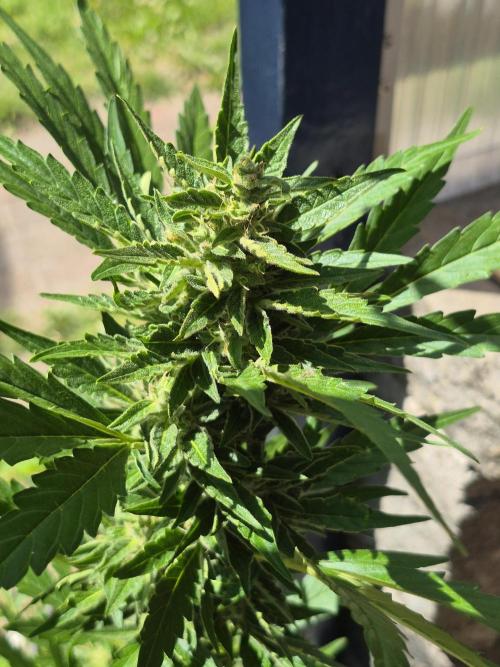 Apple Fritter Auto Outdoor. Week 9