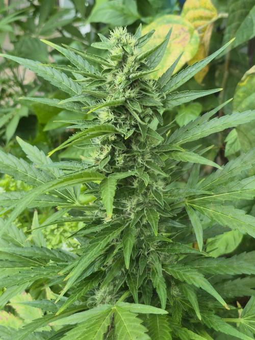GOAT'lato Auto Outdoor. Week 10