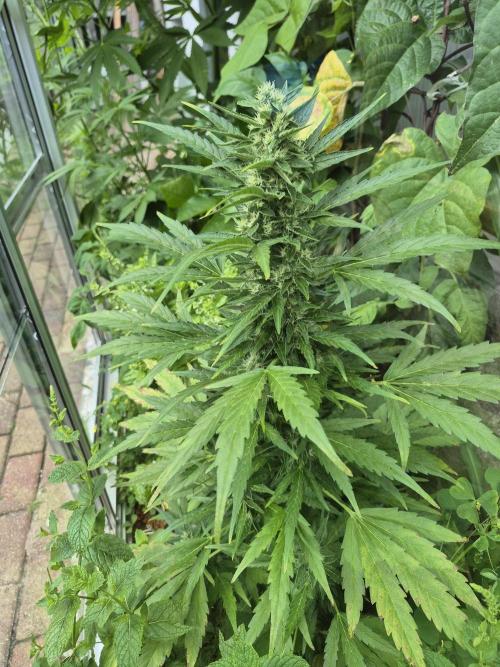 GOAT'lato Auto Outdoor. Week 10
