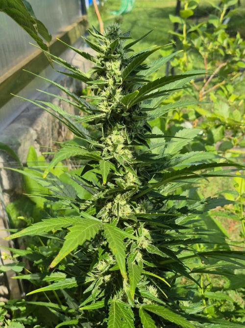 GOAT'lato Auto Outdoor. Week 10