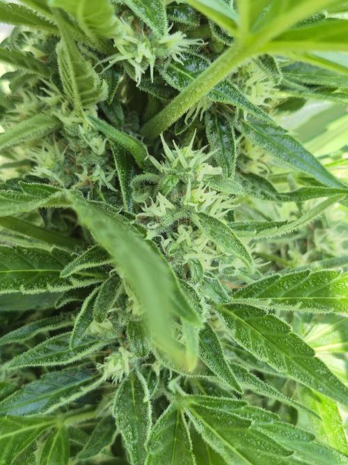 GOAT'lato Auto Outdoor. Week 10