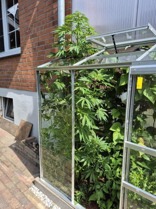 Special Queen Outdoor. Week 10