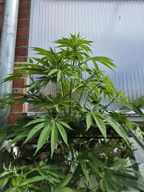 Special Queen #1. Week 10