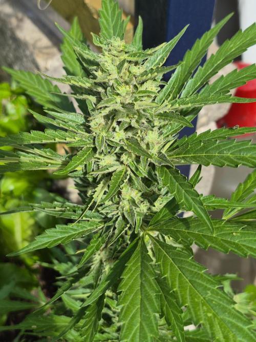 Apple Fritter Auto Outdoor. Week 10