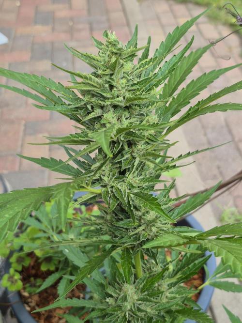 Apple Fritter Auto Outdoor. Week 10