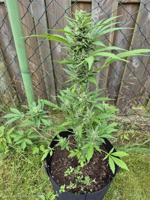 Apple Fritter Auto Outdoor. Week 10