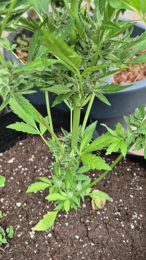 Apple Fritter Auto Outdoor