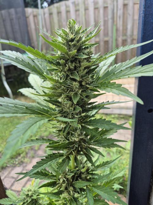 Apple Fritter Auto Outdoor. Week 11