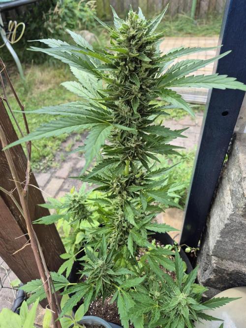 Apple Fritter Auto Outdoor. Week 11