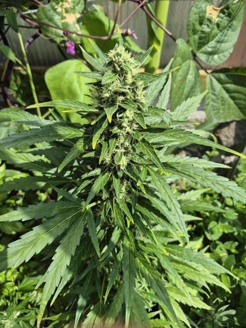GOAT'lato Auto Outdoor. Week 11