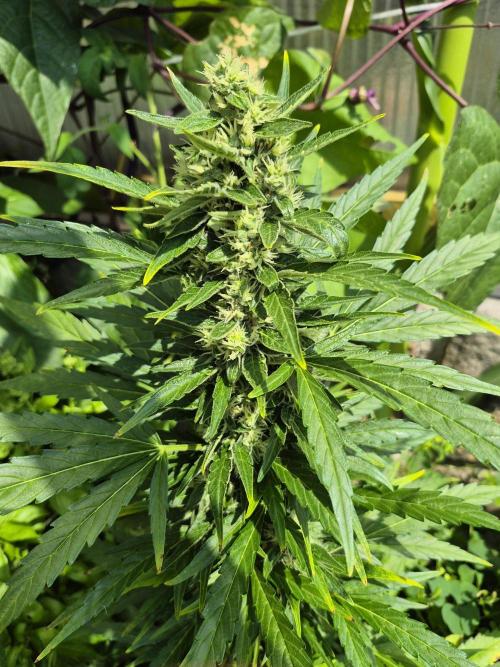 GOAT'lato Automatic . Week 11