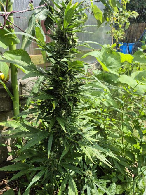 GOAT'lato Auto Outdoor. Week 11