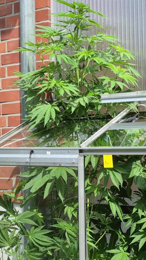 Special Queen Outdoor