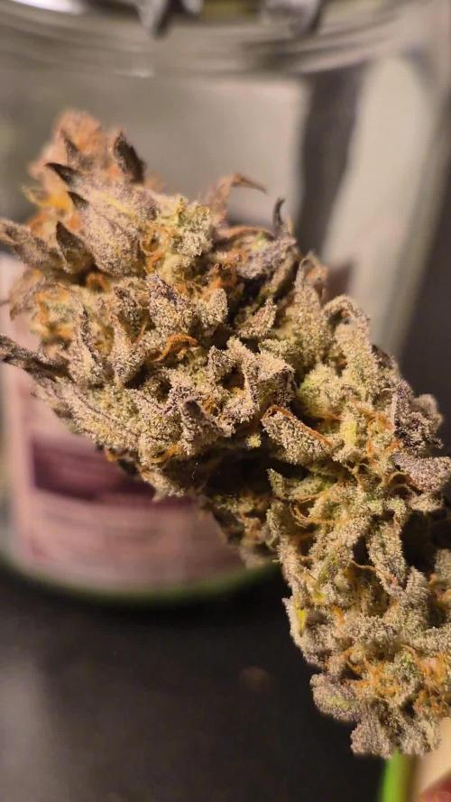 3 Strains: Royal Gorilla, Haze, CRB