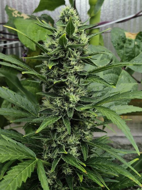 GOAT'lato Auto Outdoor. Week 11