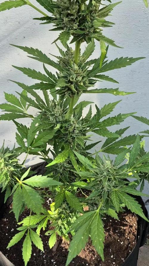 Apple Fritter Auto Outdoor