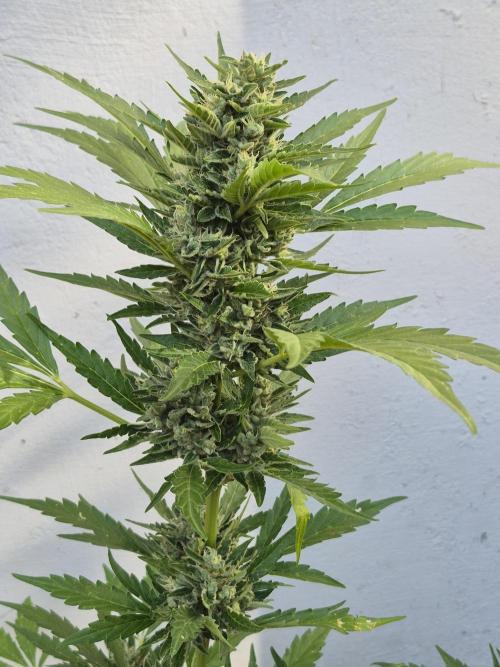Apple Fritter Auto Outdoor. Week 11