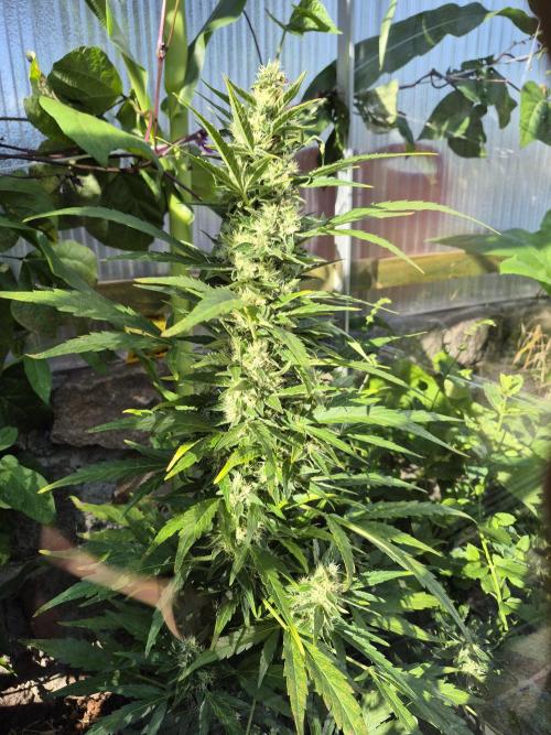 GOAT'lato Auto Outdoor. Week 11