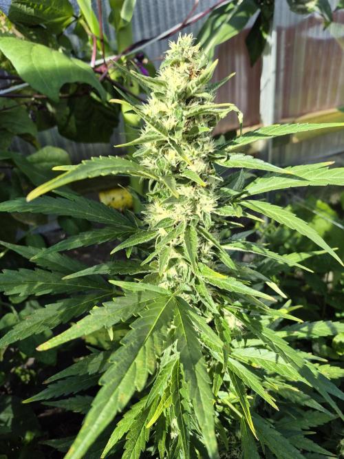 GOAT'lato Auto Outdoor. Week 11
