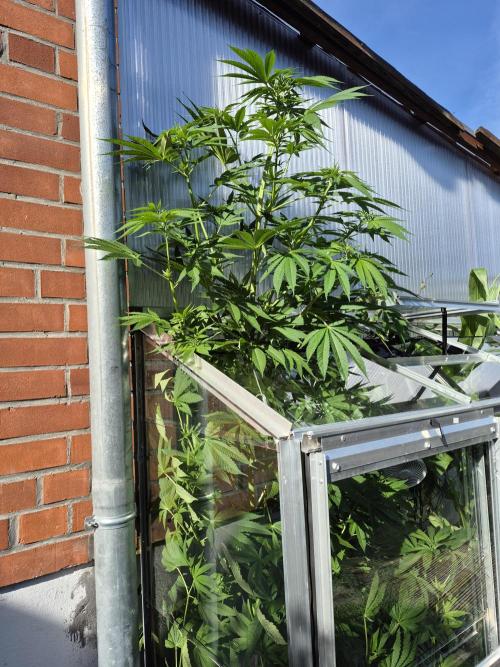Special Queen Outdoor. Week 11