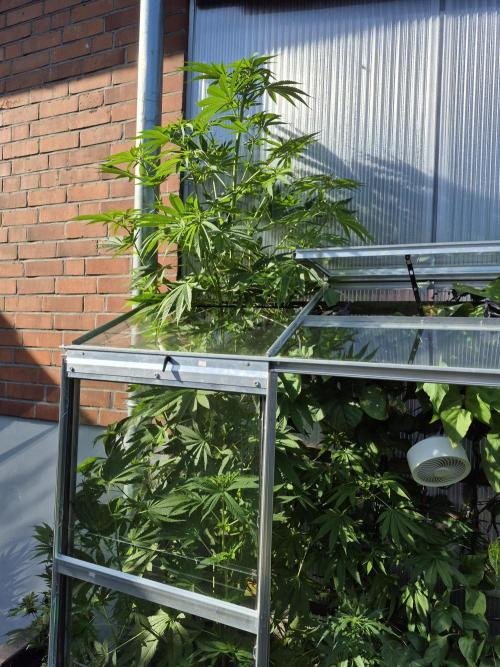 Special Queen Outdoor. Week 11