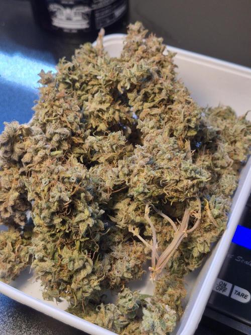 3 Strains: Royal Gorilla, Haze, CRB. Week 19