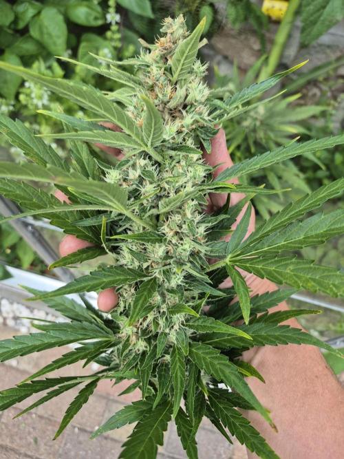 GOAT'lato Auto Outdoor. Week 12
