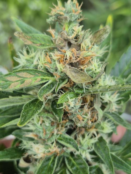 GOAT'lato Auto Outdoor. Week 12