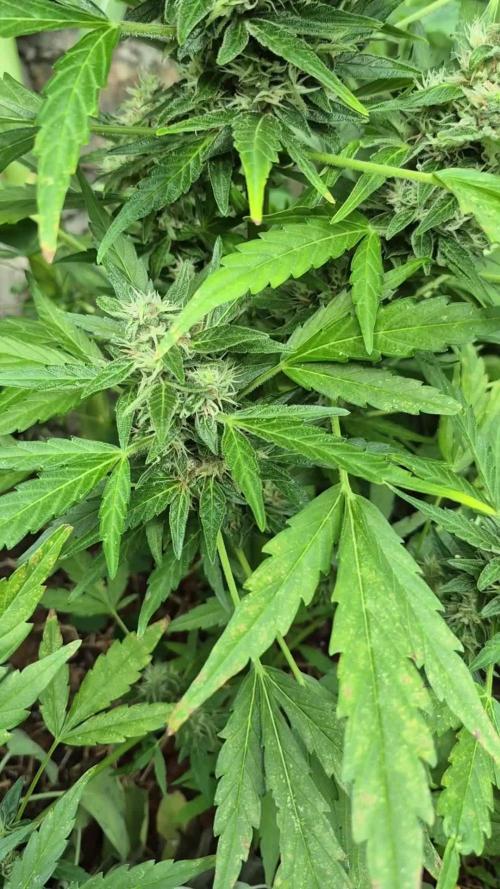 GOAT'lato Auto Outdoor