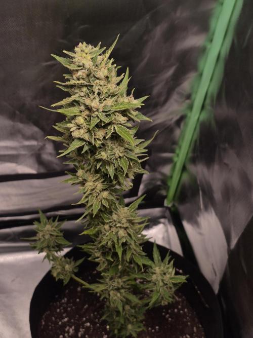 Apple Fritter Auto Outdoor. Week 12