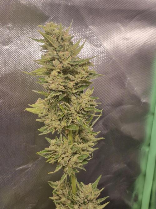 Apple Fritter Auto Outdoor. Week 12