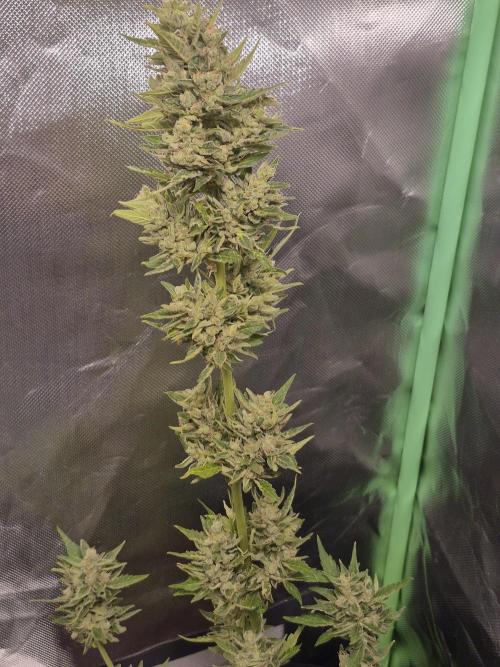 Apple Fritter Auto Outdoor. Week 12
