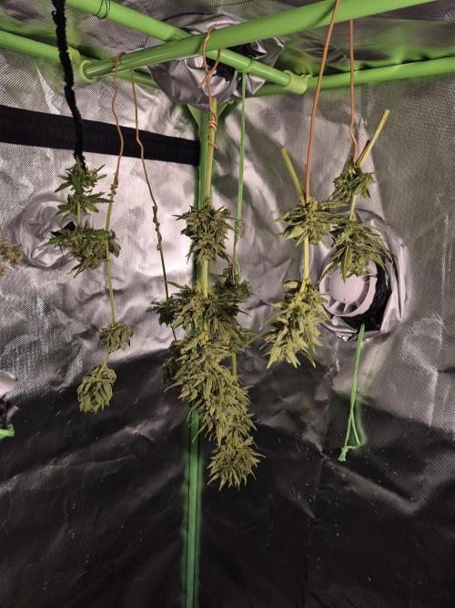 Apple Fritter Auto Outdoor. Week 12