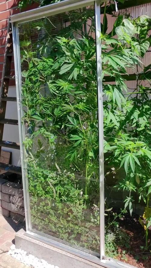 Special Queen Outdoor