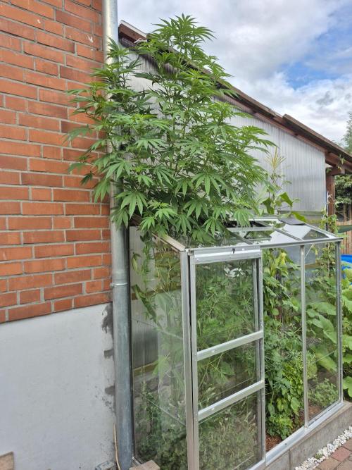 Special Queen Outdoor. Week 13