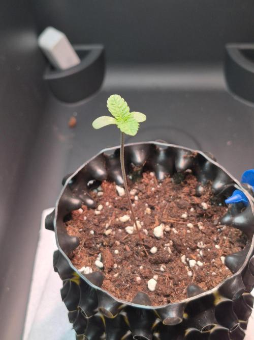 Chocolate Haze. Week 1