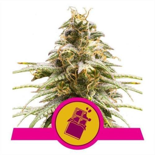 Chocolate Haze aka Chocolope. Week 0