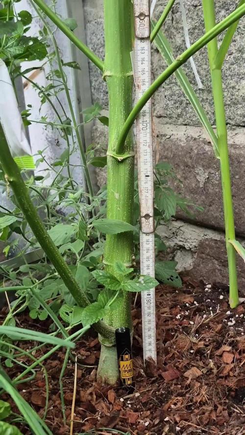 Special Queen Outdoor